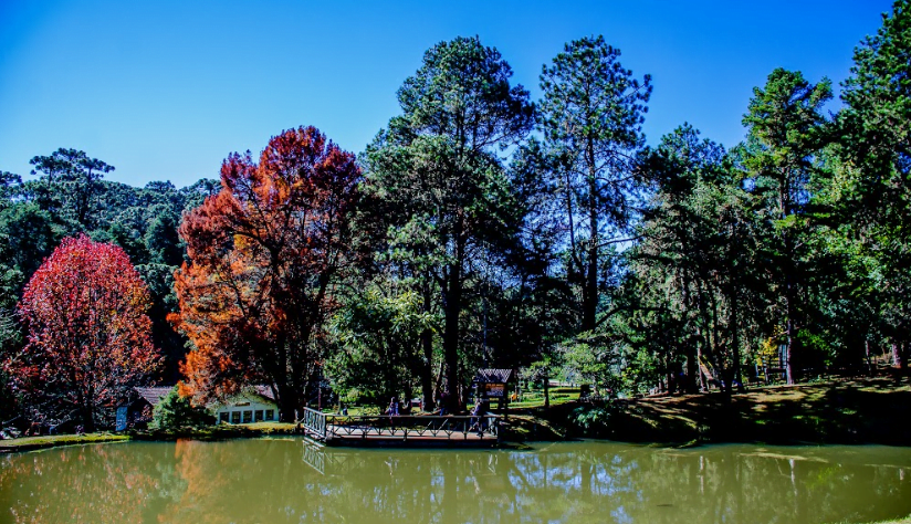 horto florestal de campos do jordao em campos do jordao